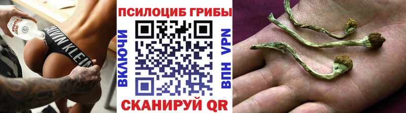 Псилоцибиновые грибы Psilocybine cubensis  Архангельск 